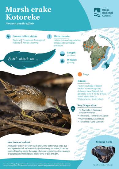 Marsh Crake Kotoreke (1)