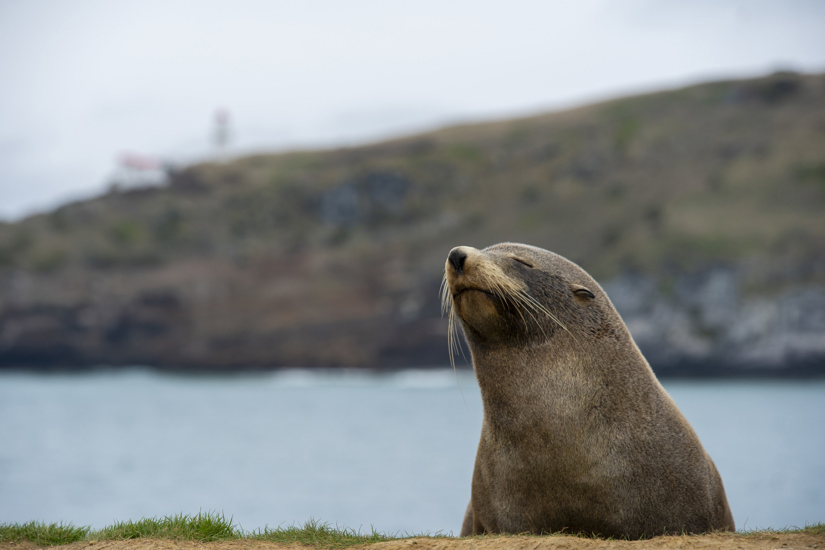 A fur sela sitting on a coastline with the sea and blurred cliffs in the background