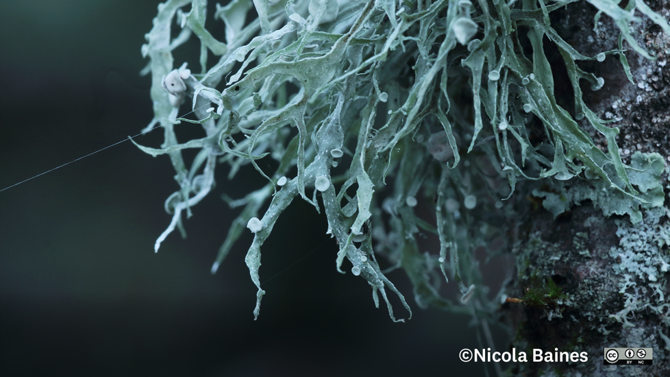 Ramalina Celastri  Fruiticose Lichen. Photo Nicola Baines  Inaturalist (CC BY NC)
