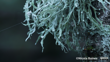 Ramalina Celastri  Fruiticose Lichen. Photo Nicola Baines  Inaturalist (CC BY NC)