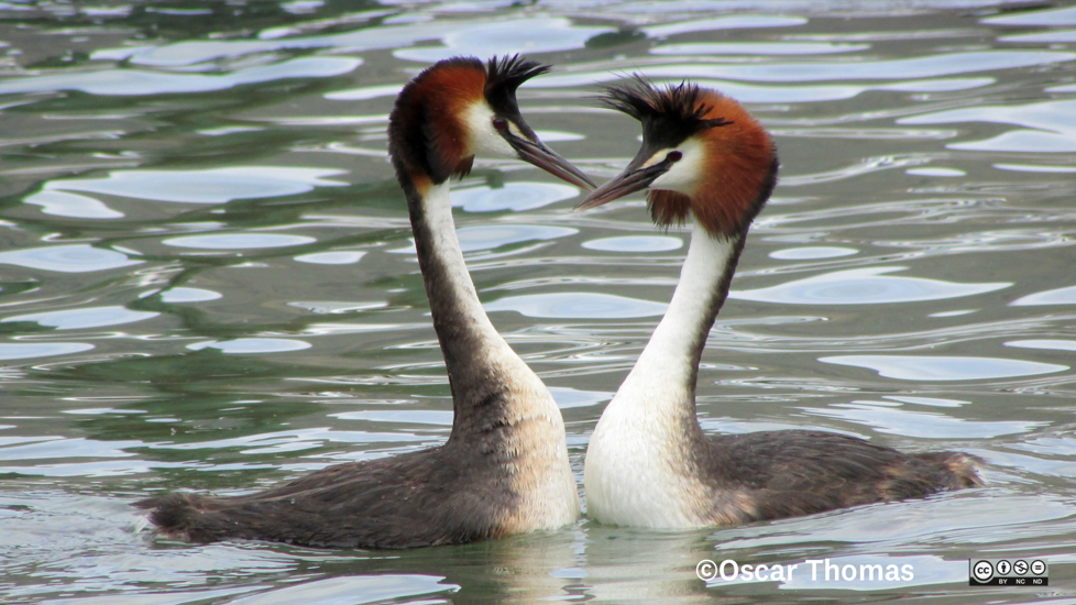 Bird Australasian Crested Grebe Pūteketeke Photographer Oscar Thomas CC BY NC ND
