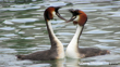 Bird Australasian Crested Grebe Pūteketeke Photographer Oscar Thomas CC BY NC ND