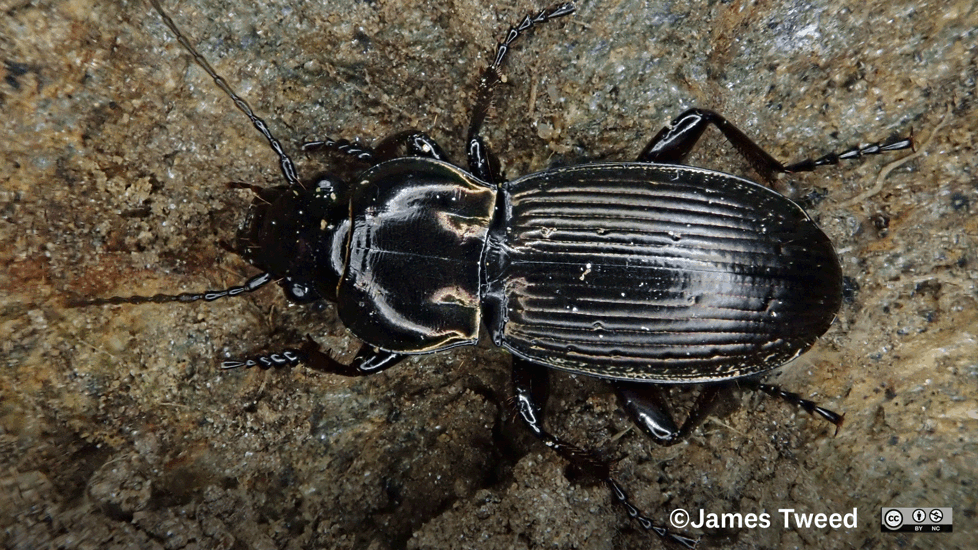 Megadromus Fultoni James Tweed (CC BY NC) Inaturalist