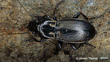 Megadromus Fultoni James Tweed (CC BY NC) Inaturalist