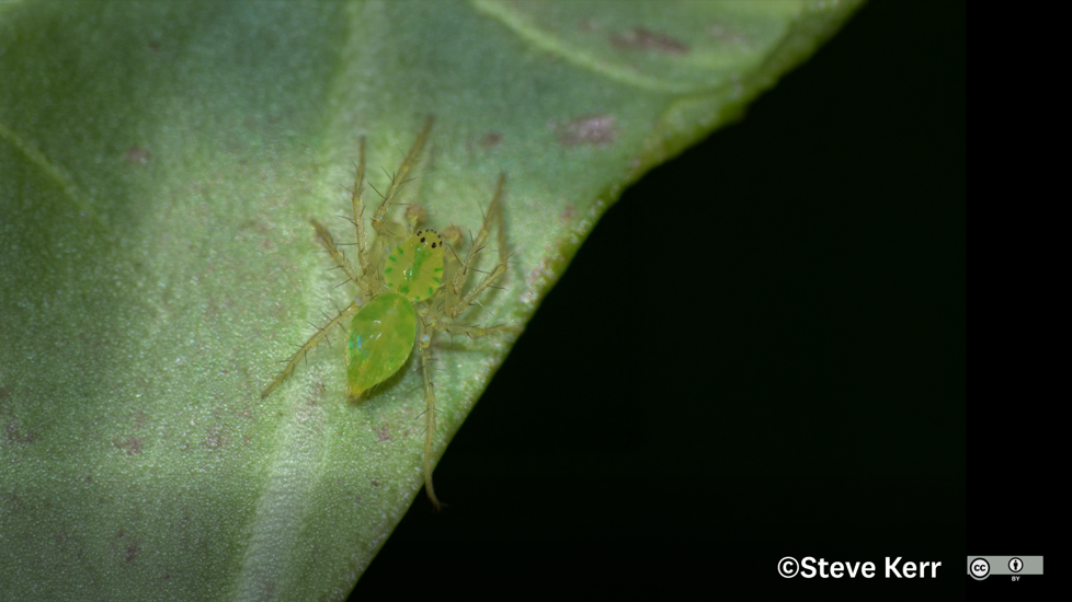 Lamina Minor Photo 12928076, (C) Steve Kerr, Some Rights Reserved CC BY