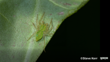 Lamina Minor Photo 12928076, (C) Steve Kerr, Some Rights Reserved CC BY