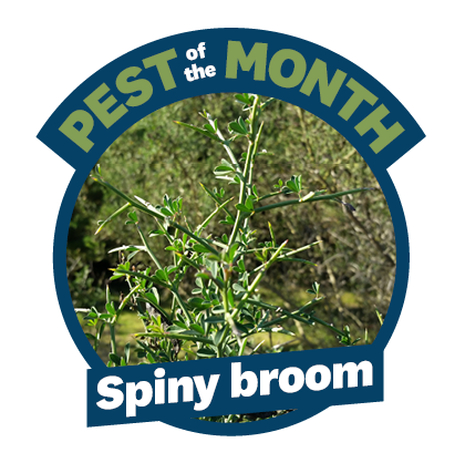 the best of the month logo with the words 'spiny broom' on the bottom and a picture of the plant in the centre of a blue circle