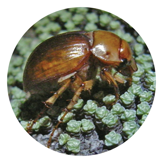 The Cromwell Chafer Beetle