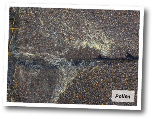 Pollen on pavement being washed into drain by rain