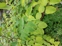 Japanese Knotweed 6