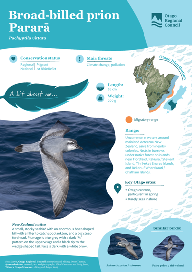 Broad Billed Prion Pararā Thumbnail