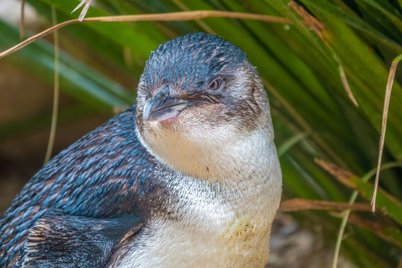 Australian Little Penguin Kororā Eudyptula Novaehollandiae Adobestock 597556762