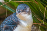 Australian Little Penguin Kororā Eudyptula Novaehollandiae Adobestock 597556762