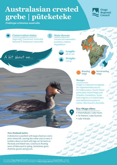 Australasian Crested Grebe Pūteketeke Thumbnail