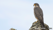 Eastern Falcon Kārearea Photographer Oscar Thomas CC BY NC ND Bird