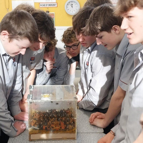 Dunstan High Year 11 Ākoka Take A Closer Look At The Bumblebee Hive