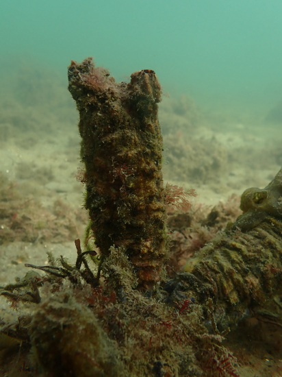 Clubbed Tunicate Anna Kellagher