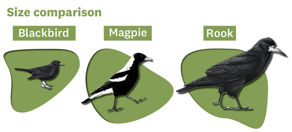 a picture of a blackbird, a magpie and a rook, showing the size difference between them