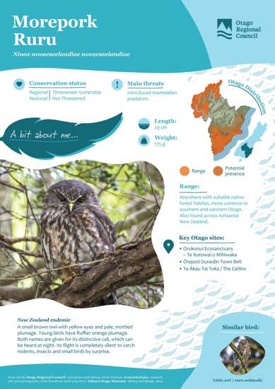 Morepork Ruru (1)