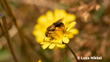 Tawny Nesocolletes Tawny Plaster Bee (Leioproctus Fulvescens) © Luca Nikkel