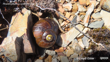Powelliphanta Spedeni Ssp. Spedeni (C)Lloyd Esler, Some Rights Reserved (CC BY NC) Inaturalist