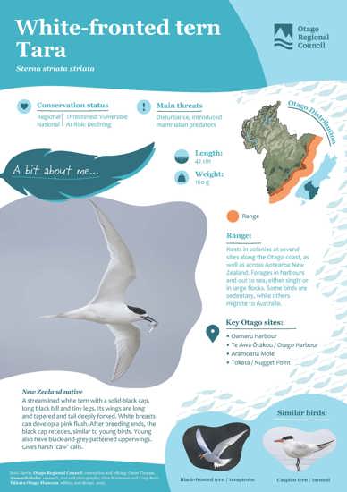 White Fronted Tern Tara (1)