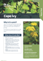 Cape Ivy Pest Fact Sheets A4 July 2026 (1)