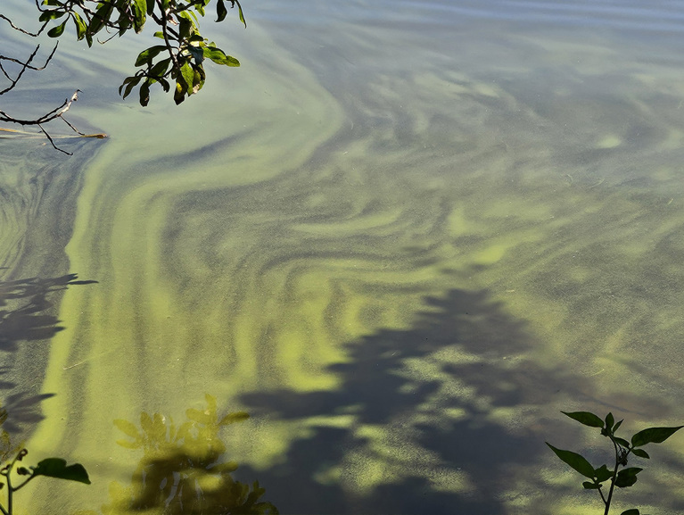 Toxic algae in lake looks like green pea soup. (Photo of Upper Tomahawk Lagoon)
