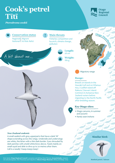 Cook’S Petrel Tītī Thumbnail