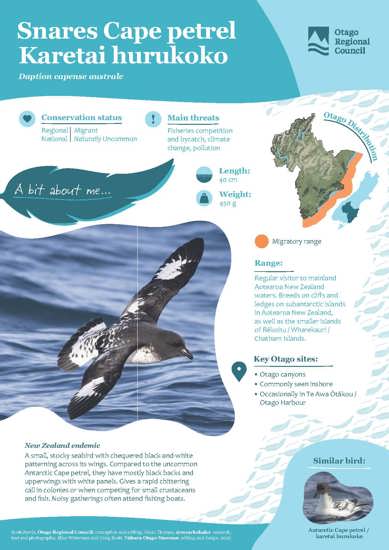 Snares Cape Petrel Karetai Hurukoko (1)