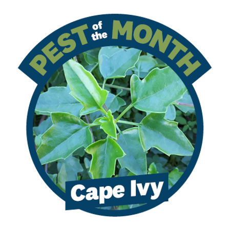 a blue circle with a photo of a plant in it and the words pest of the month cape ivy across it