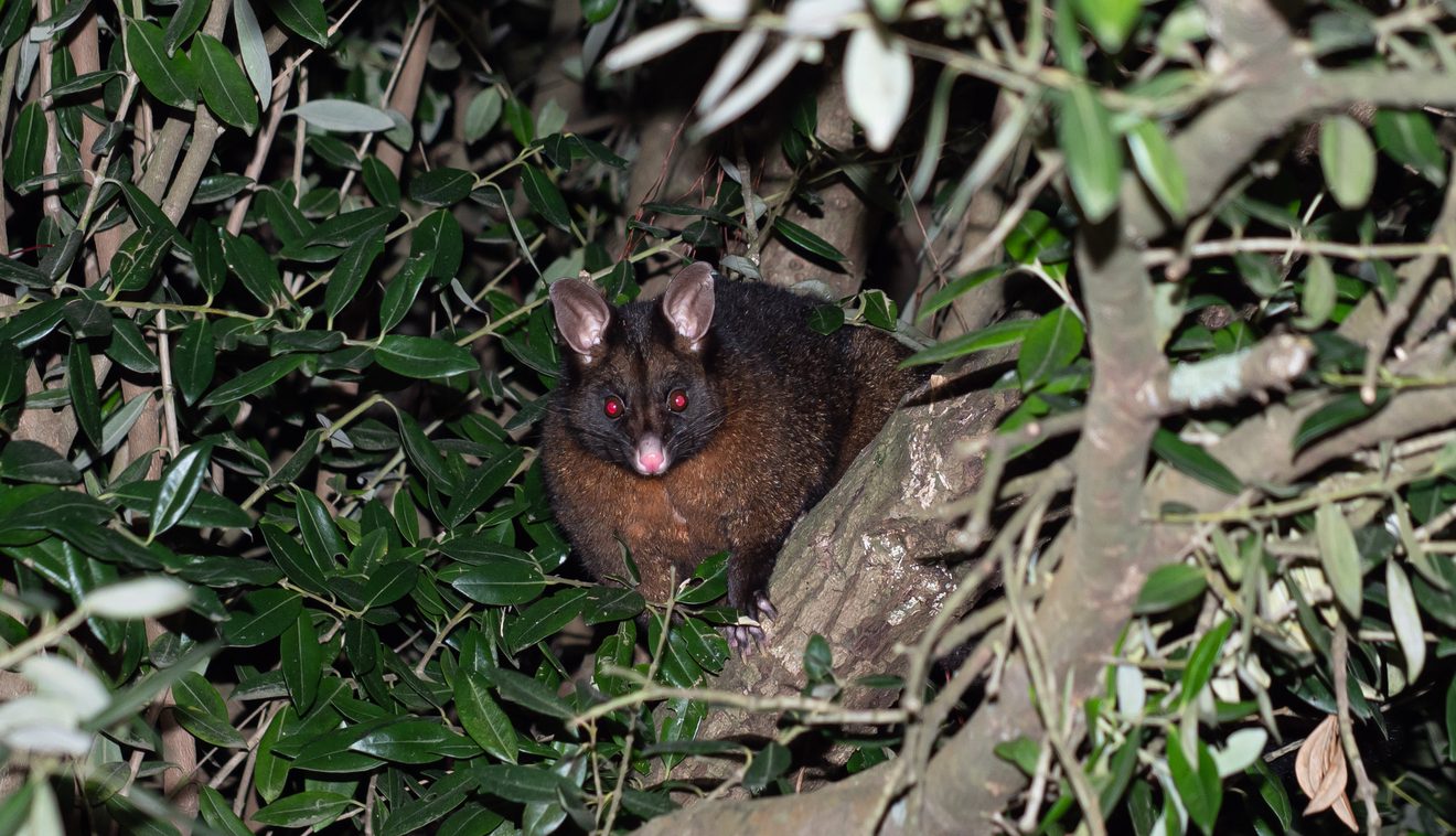 a possum with glowing red eyes sitting in a bush and staring at the camera