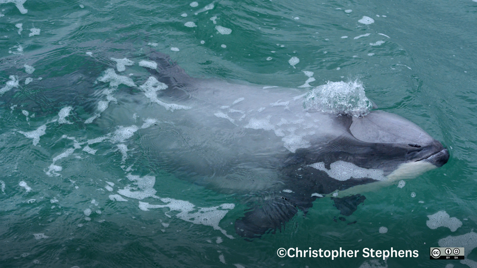 Tūpoupou Hector’s Dolphin. Photo Christopher Stephens Inaturalist (CC-BY-SA)