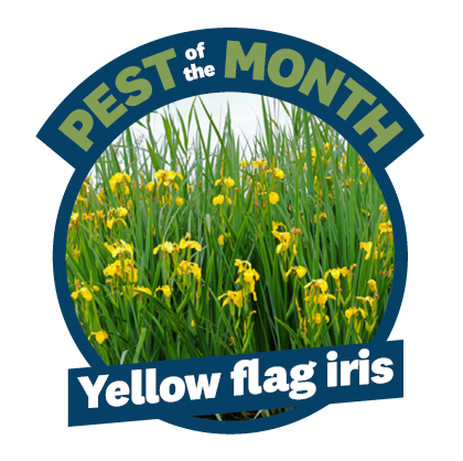 a blue circle with a photo of a plant that has long green stems and yellow flowers. On top of the circle is the words 'Pest of the month'