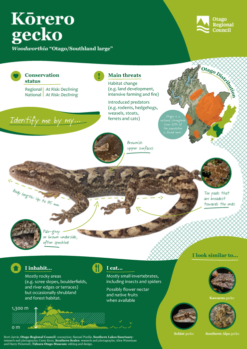 Otago’s skinks, gecko and tuatara
