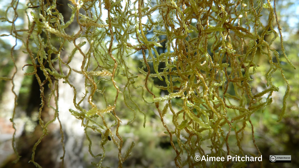 Weymouthia Mollis Photo Aimee Pritchard (All Rights Reserved)