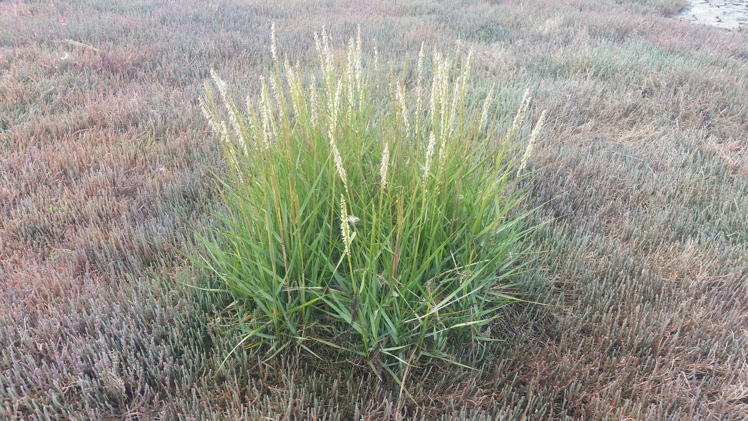 a green grassy plant among other more brown-coloured plants