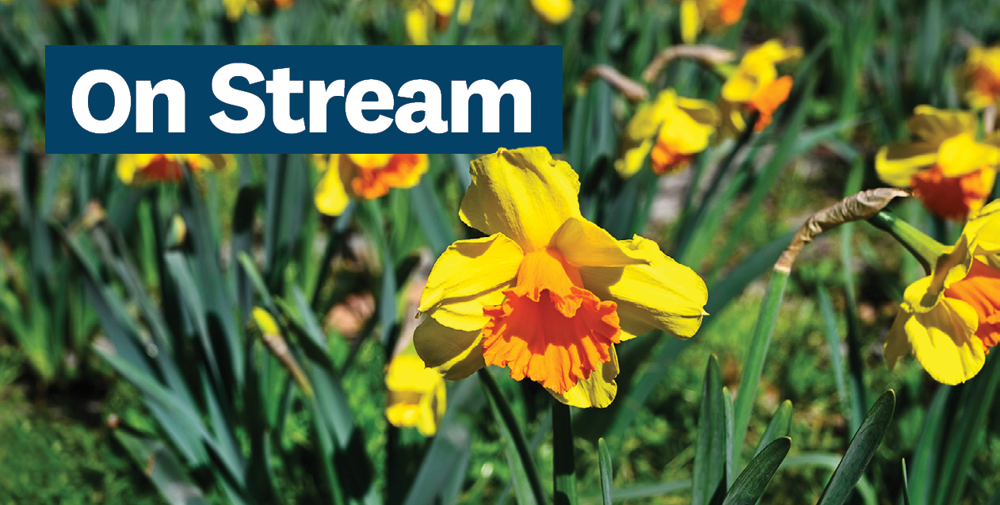 Yellow daffodils with the words 'On Stream' at the top