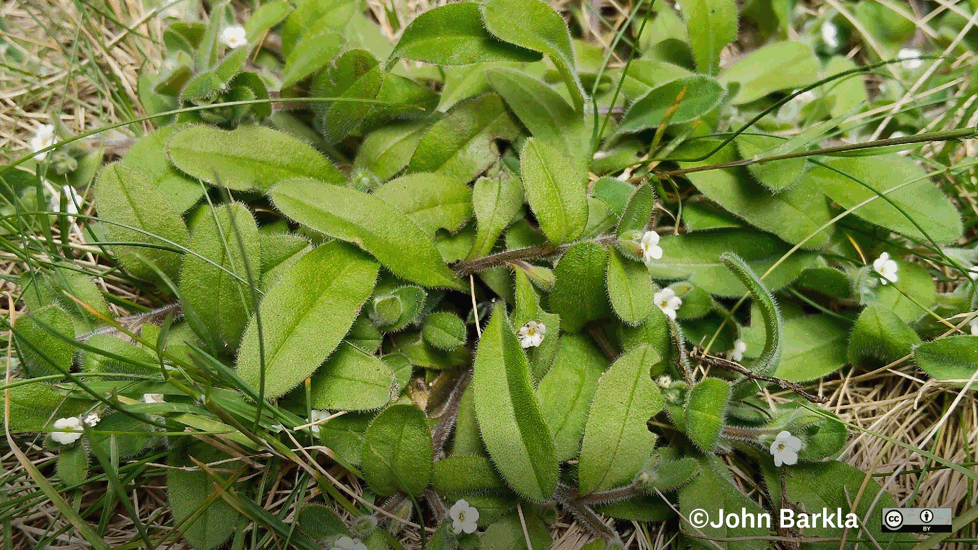 Myosotis Umbrosa Photo John Barkla (Some Rights Reserved) Central Otago