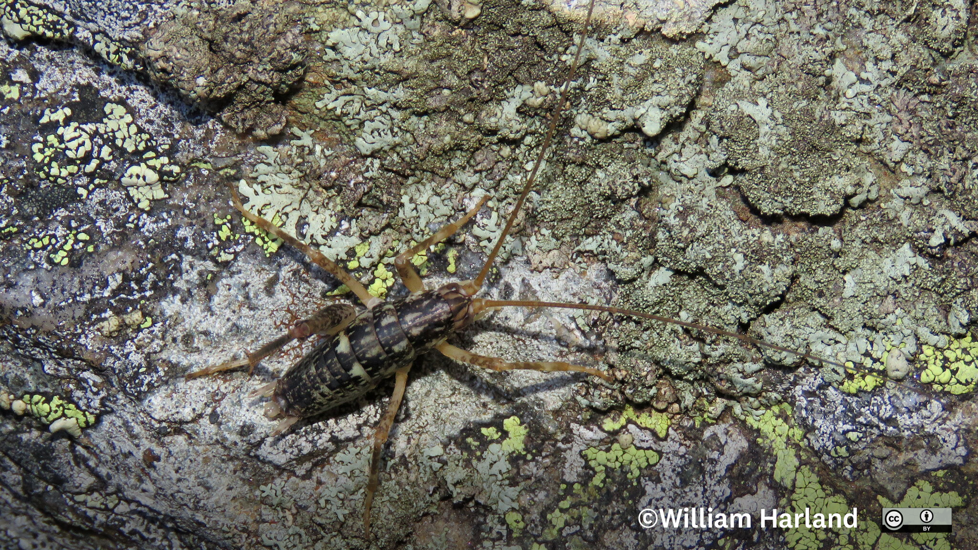 Pharmacus Senex Cave Weta William Harland Naturalist (CC BY NC 4.0)