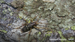 Pharmacus Senex Cave Weta William Harland Naturalist (CC BY NC 4.0)