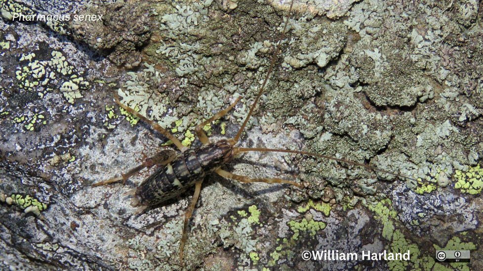 Pharmacus Senex Cave Weta William Harland Naturalist (CC BY NC 4.0)