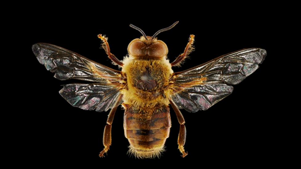Bees Of Otago bees-of-otago