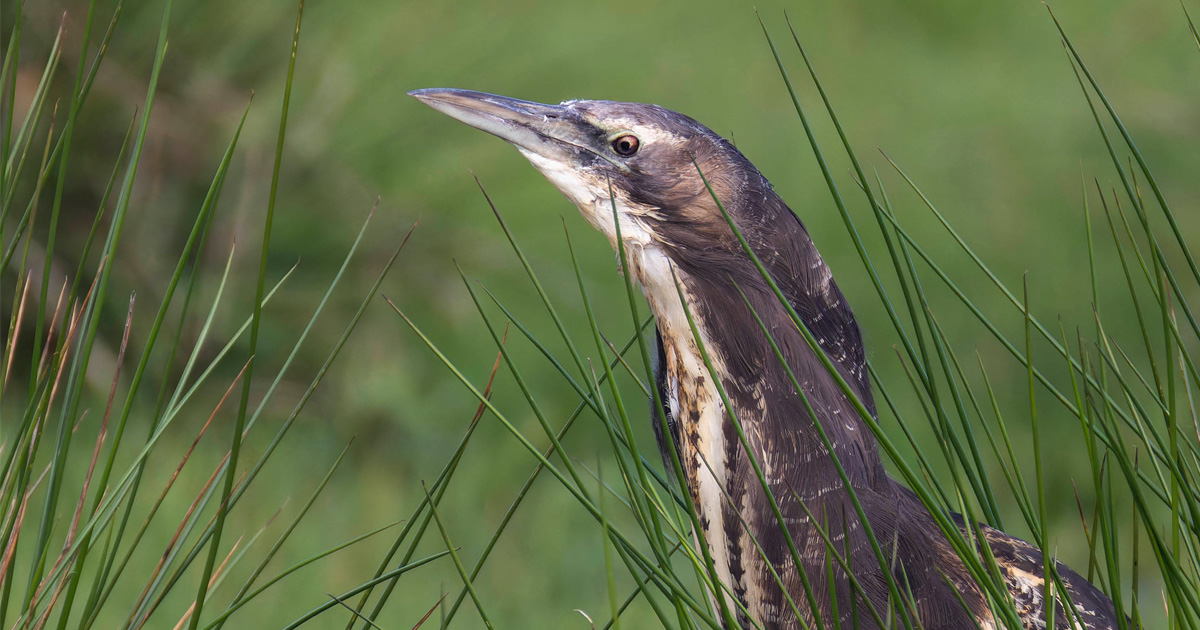 Australasian Bittern. Auckland. May 25. Photo By Oscar Thomas