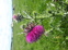 Nodding Thistle Flower