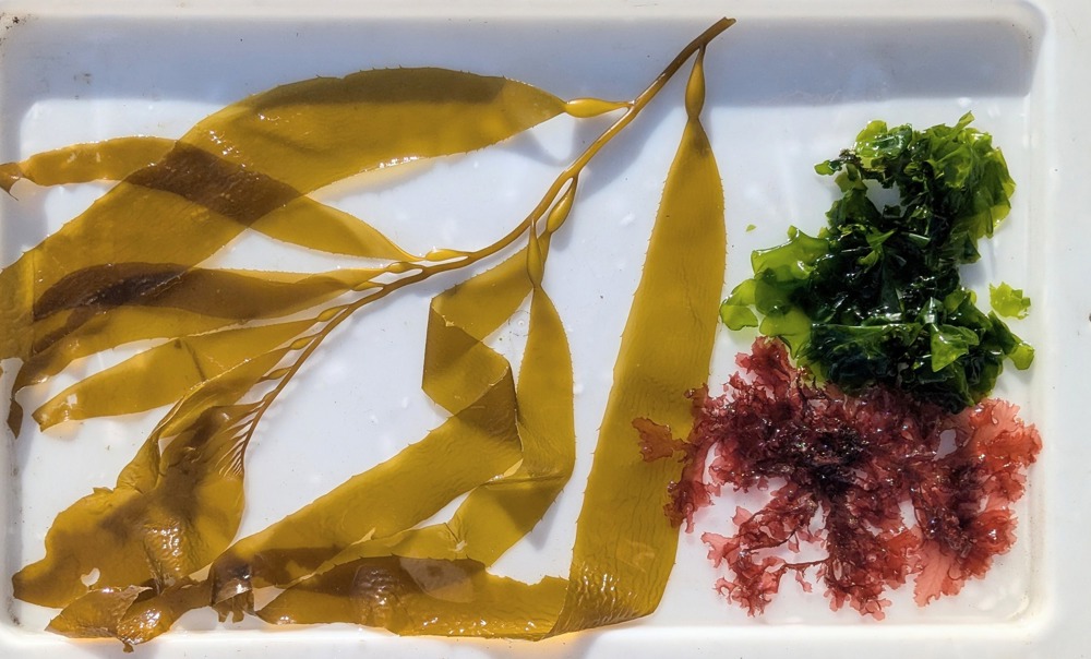 a white tray with different coloured pieces of seaweed on it