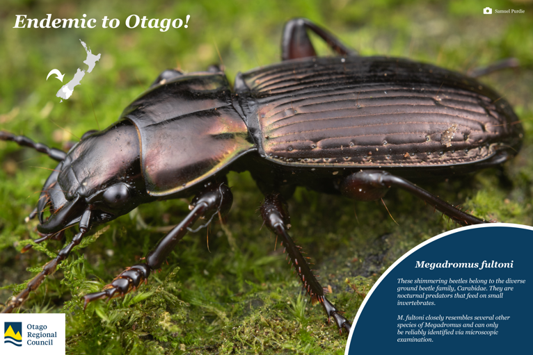 Megadromus fultoni  These shimmering beetles belong to the diverse ground beetle family, Carabidae. They are nocturnal predators that feed on small invertebrates.  M. fultoni closely resembles several other species of Megadromus and can only be reliably identified via microscopic examination.