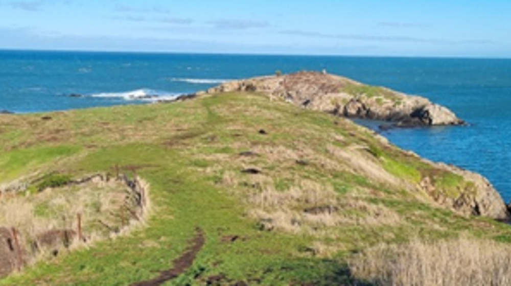 Katiki Point Seal Colony, South Of Moeraki Township. Photo ORC