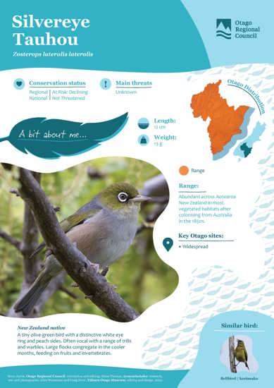 Silvereye Tauhou (1)