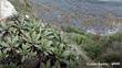 Lindsay'S Daisy (Celmisia Lindsayi) John Barkla (Some Rights Reserved) (CC BY) Clutha